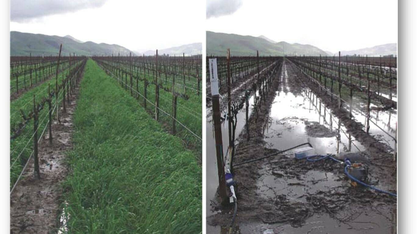 agricultura-conservacion-suelos|2.- Diferencia de erosión en un maiz labrado y otro en agricultura de conservación